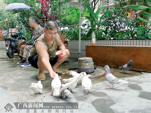 和谐相处传佳话 理发师五年如一日喂养流浪鸽(图)